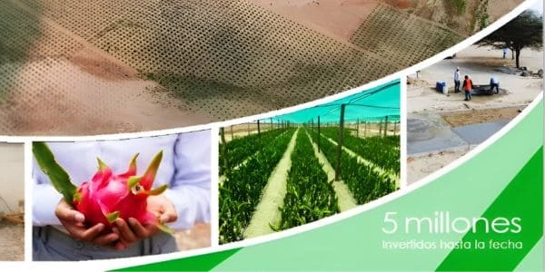 Inversiones Qori Fruit